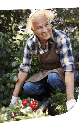 Elderly Man Harvesting Fresh Tomatoes and Vegetables in Garden at Independent Living Elderly Man Harvesting Fresh Tomatoes and Vegetables in Garden at Independent Living